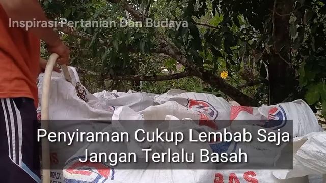 Cara Fermentasi Pupuk Kandang Terbaik Langsung Di Karung - Pertanian