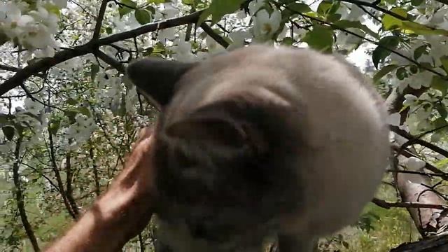 Сафинка смотреть онлайн