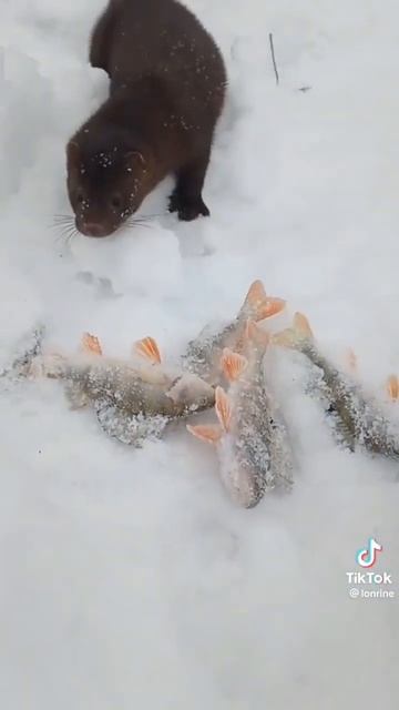 норка на рыбалке🤣😁#рыбалка #shorts #водохранилище #плотва #окунь #щука #можайка #shorts #природа смотреть онлайн