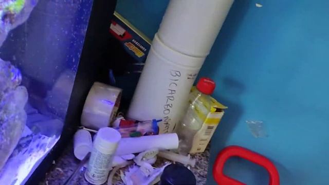 camarão🦐 stenopus comendo verme de fogo 🔥 смотреть онлайн