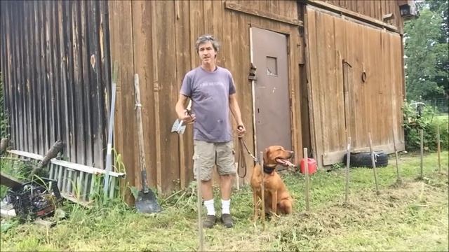 Dog fears Fireworks, gun shots, Car backfire : How to fix phobia смотреть онлайн