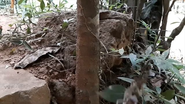 M.rouxii Male combat in slow motion смотреть онлайн