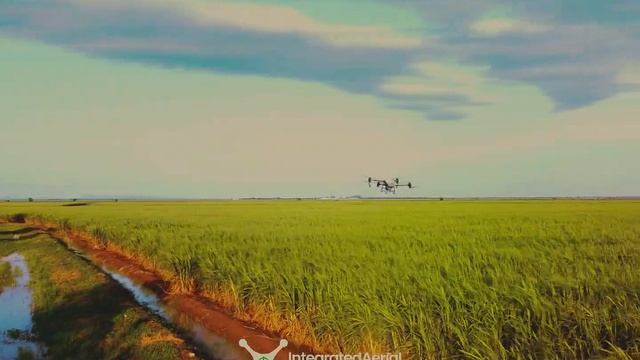 Drone Spraying in Sugarcane Farm in Nigeria | Dangote Sugar Refinery | Agras T40 | Precision Agric смотреть онлайн