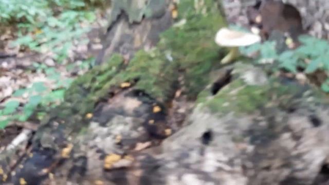 Опята - скоро будут, а где-то уже есть смотреть онлайн