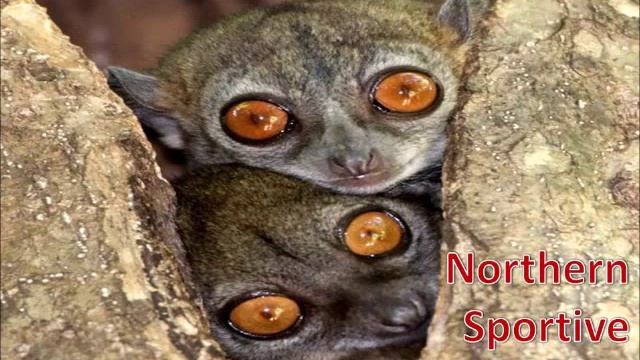 Top 10 Endangered Animal Species смотреть онлайн