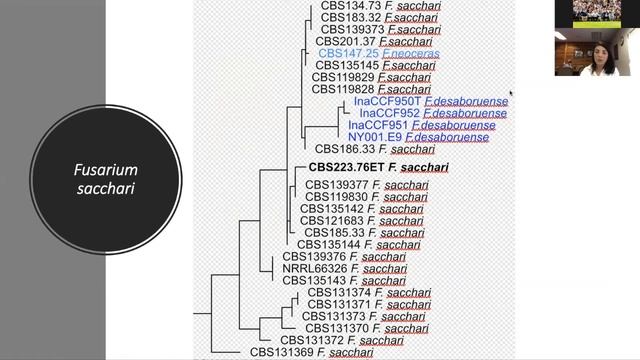 Addressing The Taxonomic Issues In Fusarium Fujikori Species Complex - Dr Neriman Yilmaz