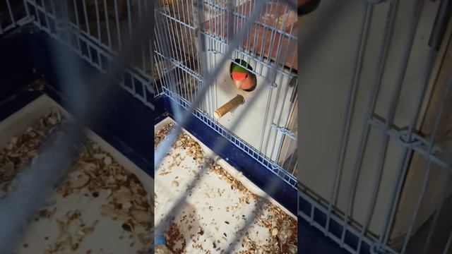 хуликаны неразлучники смотреть онлайн