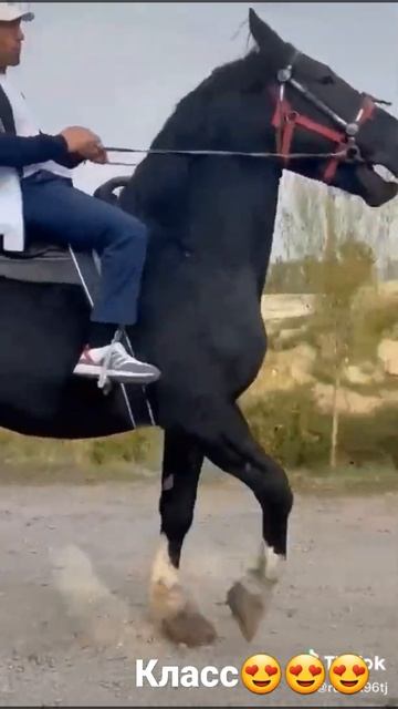 Лошадь Ат Жылкы От 🐎 Оцените 🐎 #horse #лошади #аттар #отлар #кокпар #улак #улак смотреть онлайн