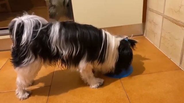 🎉🎂🐶🐕ДЕНЬ РОЖДЕНИЯ КЕВИНА🎉🎂🐶🐕 смотреть онлайн
