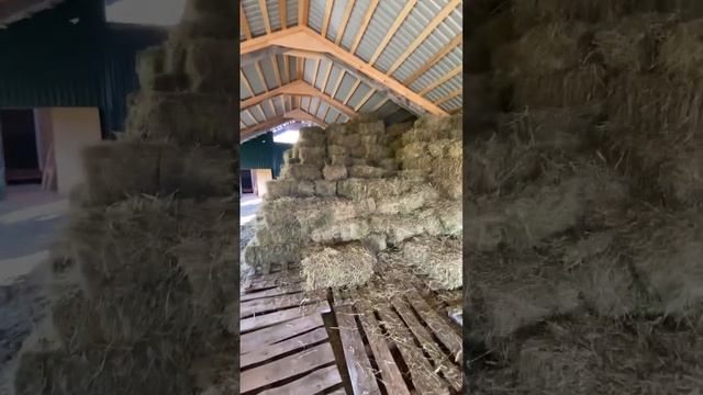 Куча Мала. #дорпер #horse #альпака #animals #павлины #alpaca #ферма #зоопарк #zoo #чувашия смотреть онлайн