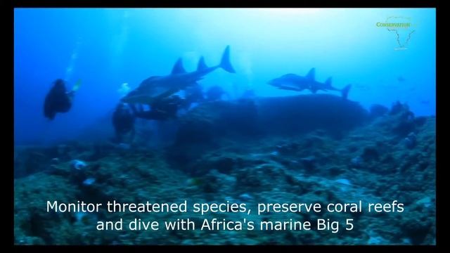 Diving in Mozambique with bowmouth guitarfish and giant stingray смотреть онлайн