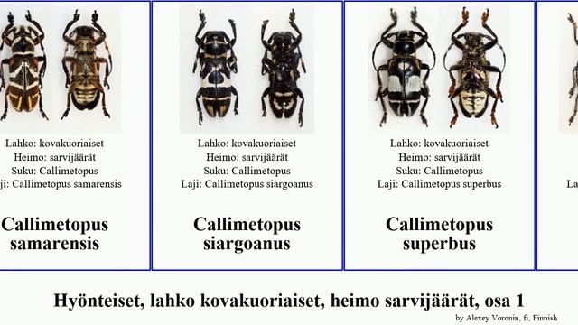 Hyönteiset, lahko kovakuoriaiset, heimo sarvijäärät, osa 1 callimetopus cosmisoma insect martyr смотреть онлайн