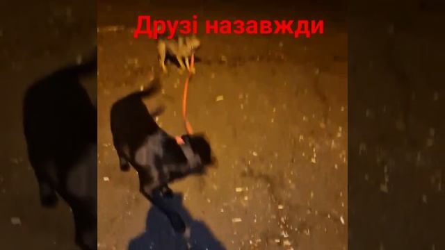 #собаки #ігри #2024 #лабрадор #метис смотреть онлайн