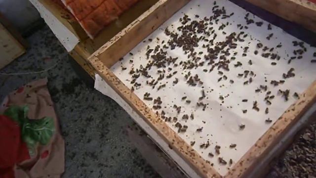 Ранний весенний облёт пчёл в теплице. Первая часть. смотреть онлайн