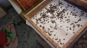 Ранний весенний облёт пчёл в теплице. Первая часть.