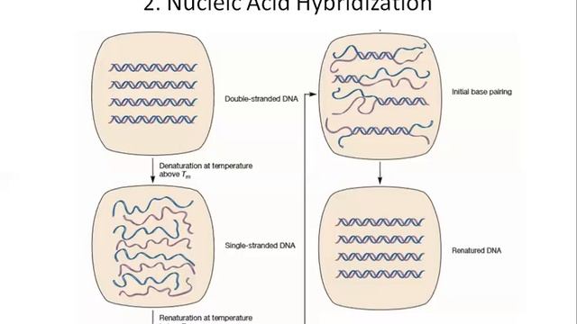 Techniques In Microbiology Lecture 16 Molecular Methods 1