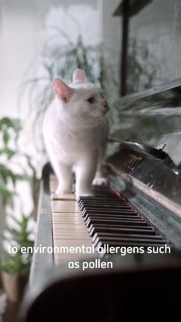 5 Allergies that can attack cats easily #shorts #shortvideo #cat #catlover #cats #catvideos смотреть онлайн