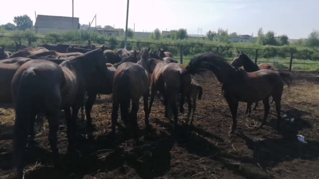 Выпустил взрозлого жеребца в табун. в табуне сразу 3 жеребца смотреть онлайн