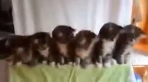 Коты танцуют под музыку! Котосмех