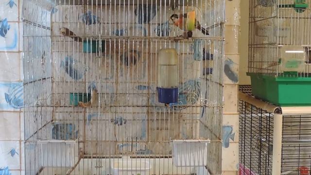 Белоухий китайский соловей- Leiothrix argentauris смотреть онлайн