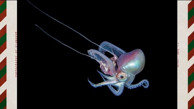 20 Types of Octopus and details about it смотреть онлайн
