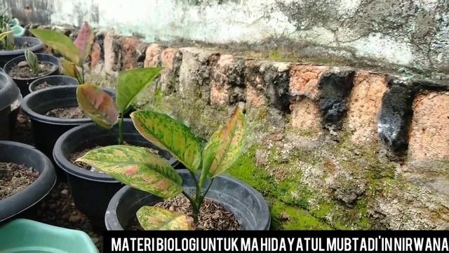 MATERI BIOLOGI SANSIVERA DAN AGLONEMA смотреть онлайн