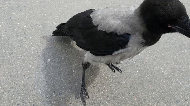 Воронка потерялась :) смотреть онлайн