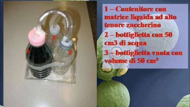 Saccaromyces Cerevisiae - Il lievito della birra.wmv смотреть онлайн