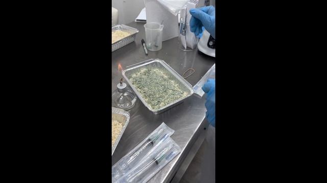 Proceso de inoculacion y desarrollo de Trichoderma смотреть онлайн