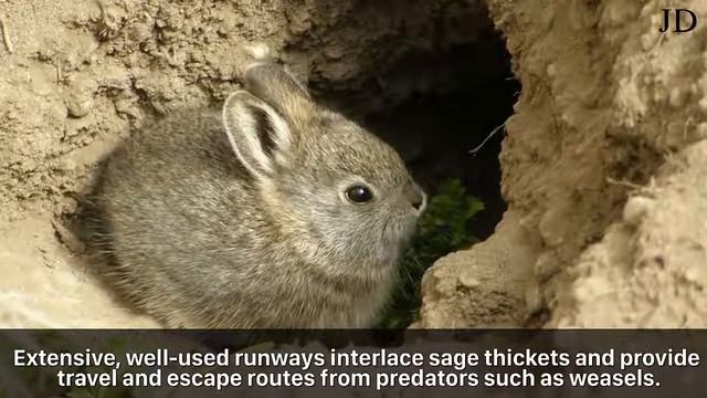 Top 5 Smallest Living Animals | Part 2 смотреть онлайн