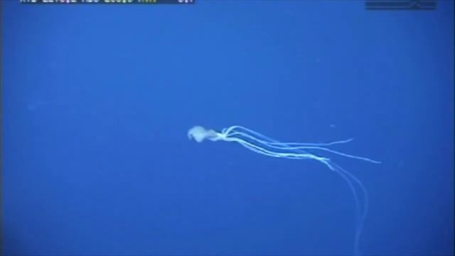 The Magnapinna Squid - The Bigfin Squid - Rare Sighting - 20 meters long смотреть онлайн