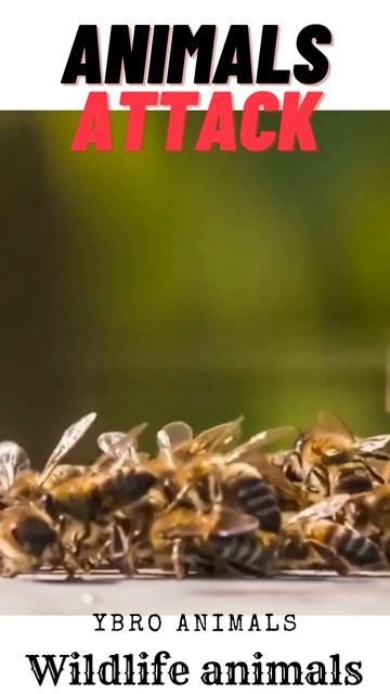 animals attack bee wildlife#animalshorts#shorts#wildlife#wildanimals#amazonjungle смотреть онлайн