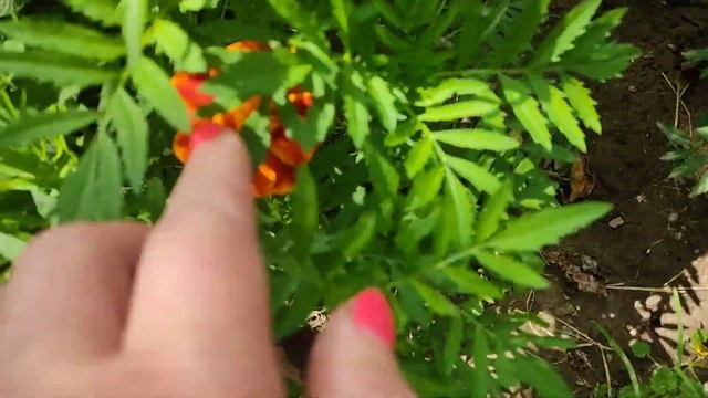 В саду. Собираю малину. Кабачки и цветочки) смотреть онлайн