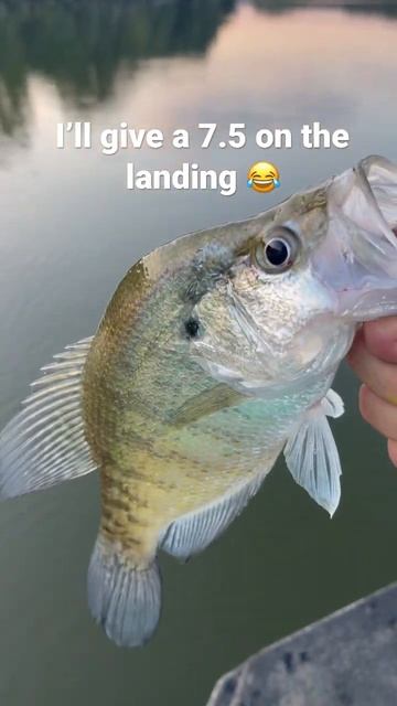 Checking some fish where we left them biting last weekend. смотреть онлайн