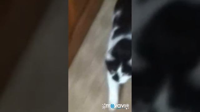 Я первая в России кошка видеоблогер, зайди пж😻😻😻😻😻😻 смотреть онлайн