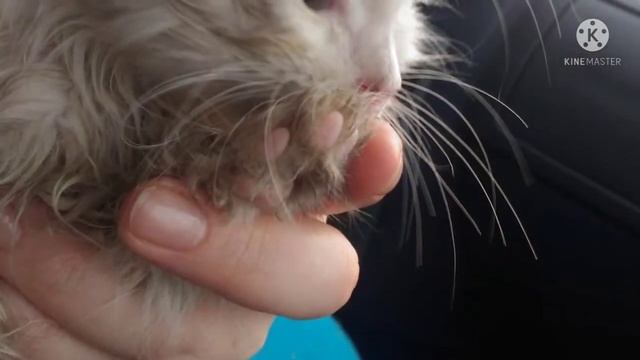 Котёнка бросили в лесу. Молодая пара приехала в лес за грибами и услышала жалобный плач...