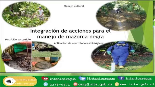 Alternativas para el control biológico de mazorca negra en el cultivo de cacao. смотреть онлайн