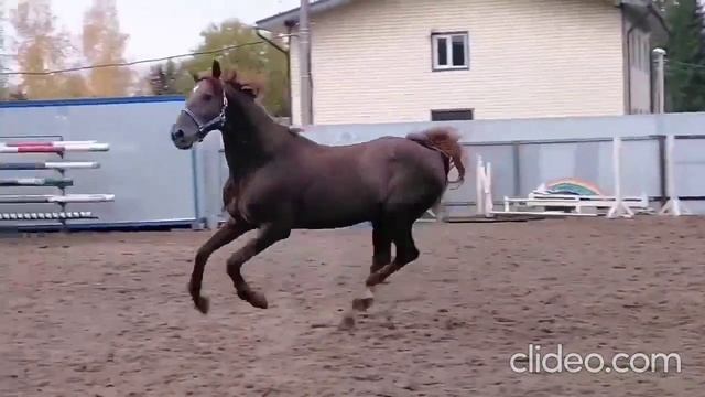 Жеребчик в разведение или хобби. Арт.: 0139 смотреть онлайн