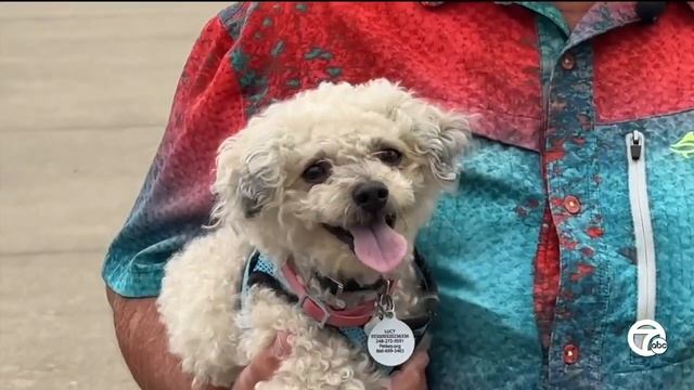 Officials investigate possible alligator sighting in lake at Kensington Metropark смотреть онлайн