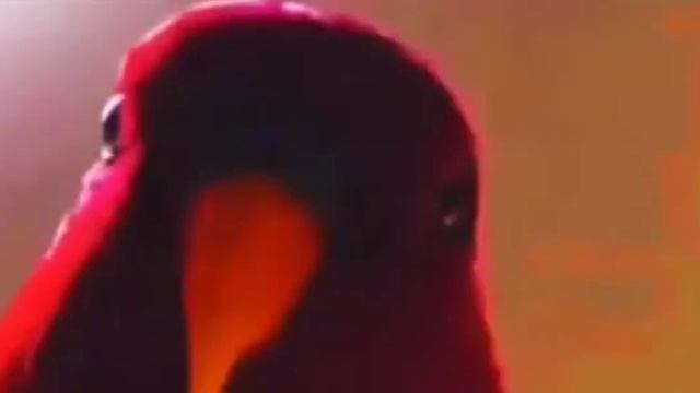 Красный попугай .exe. смотреть онлайн