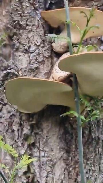 Грибы. Дожди запарили. Не дают работать в саду. #весна2022 #садоводство #огородкруглыйгод #АНГЛИЯ