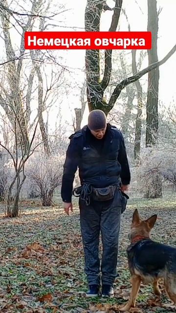 немецкая овчарка смотреть онлайн