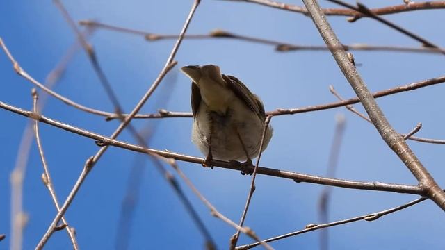 30.04.20 Пеночка-весничка смотреть онлайн