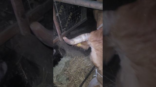 у коровы нет живачки смотреть онлайн