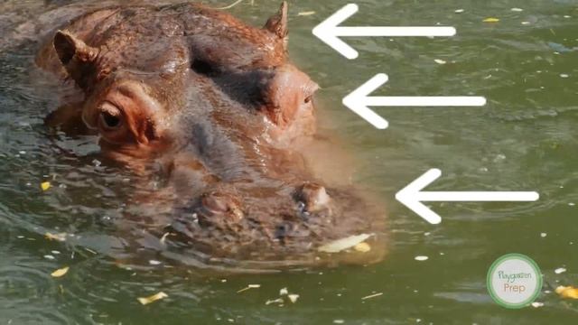 “H” is for Hippopotamus!| Animal Facts with Playgarden Online|Preschool Learning Videos for Toddler смотреть онлайн