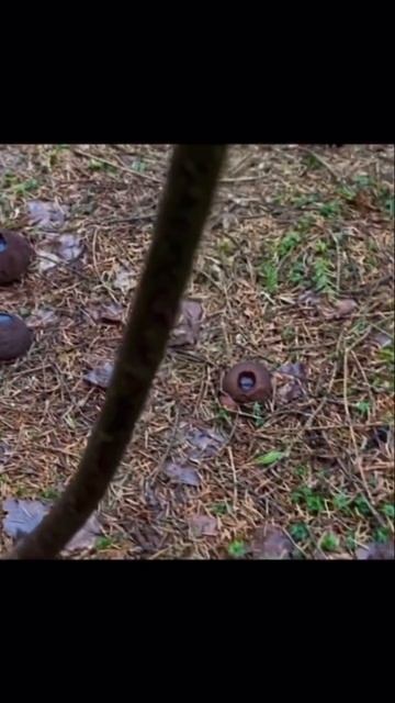 ШТРАФ ДО МИЛЛИОНА ЗА СБОР ЭТИХ ГРИБОВ! Саркосома Шаровидная