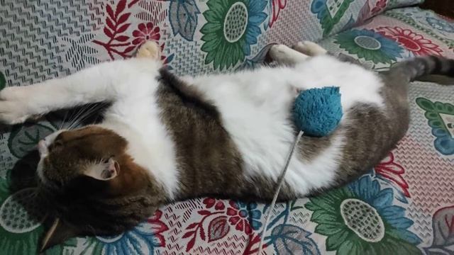 Доигрались с Мурчиком. Обиделся, затискала, поцарапал, разозлился. смотреть онлайн