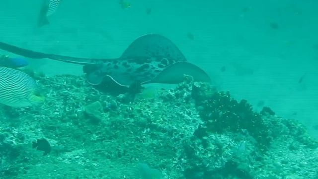 Black-blotched stingray смотреть онлайн