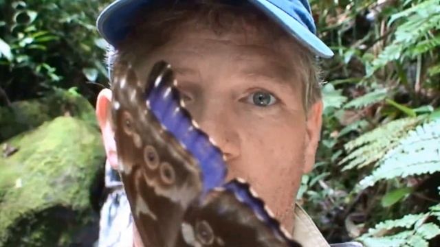 Blue Morpho смотреть онлайн