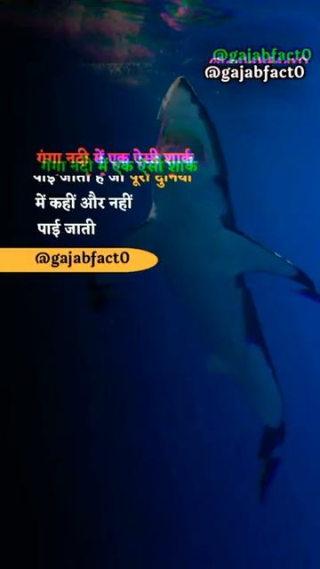 Shark is found in the Ganges river which is not found in the whole world || Knowledge Video|| смотреть онлайн